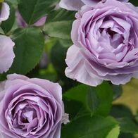 Роза чайно-гибридная Блю Скай Фри