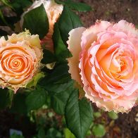 Роза чайно-гибридная Дуэт