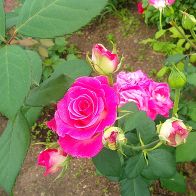 Роза чайно-гибридная Утро Парижа