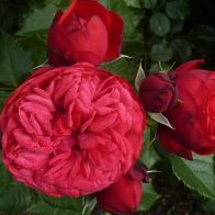 Роза чайно-гибридная Ред Пиано