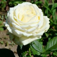 Роза чайно-гибридная Аваланж