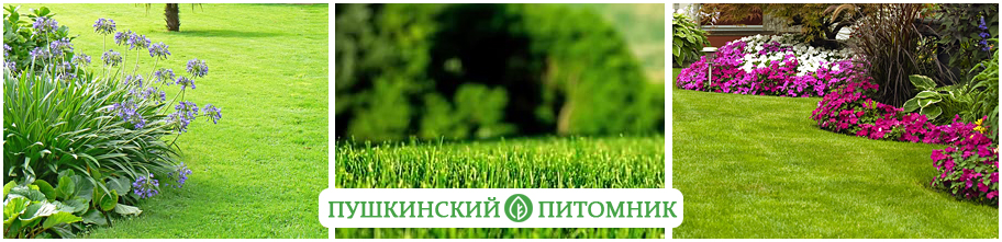 Идеальный газон от Пушкинского питомника