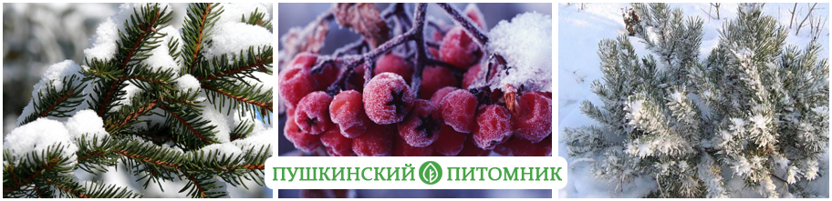 Календарь садовода на февраль от Пушкинского питомника