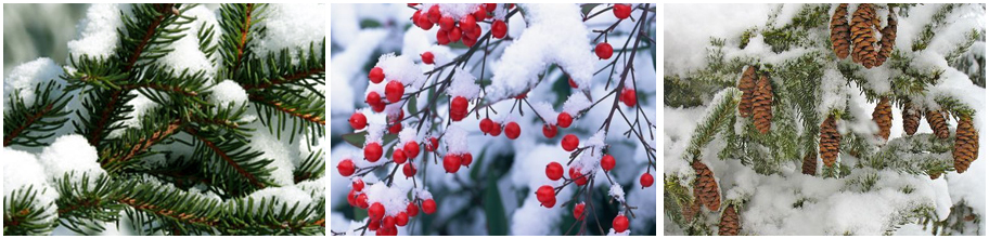 Как преобразить сад зимой - Пушкинский питомник