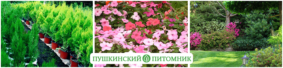 Пушкинский питомник растений