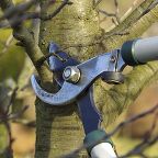 Обрезка плодовых деревьев: преимущества и потребность в проведении процедуры весной