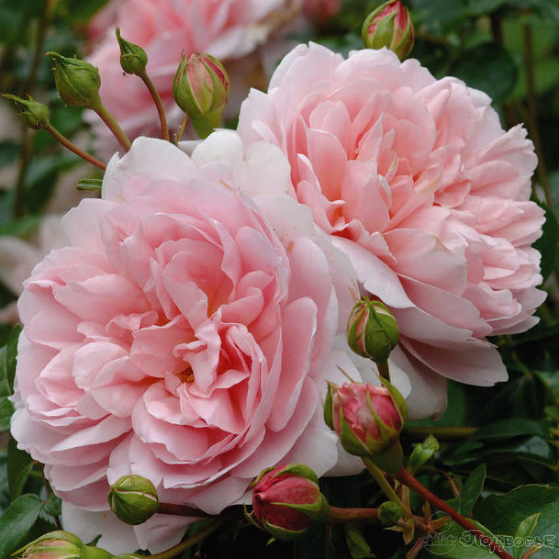 Английские розы в саженцах из Пушкинского питомника