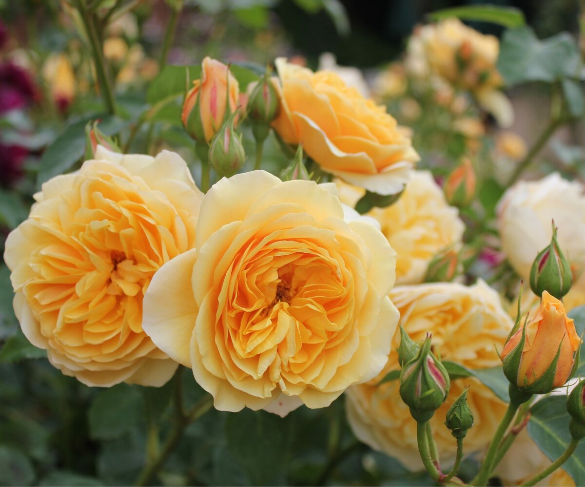 Широкий ассортимент парковых английских роз для сада