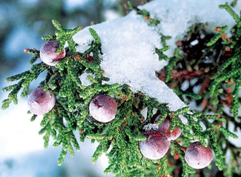 Саженцы хвойных деревьев для зимней посадки