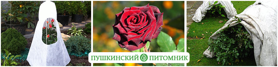 Укрытие роз на зиму в Беларуси (фото)