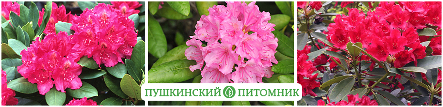Рододендроны Пушкинского питомника