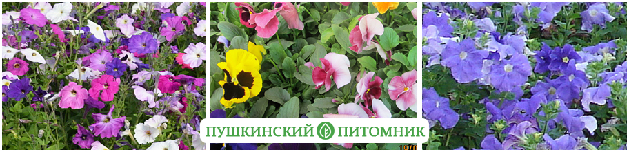 Рассада однолетних цветов из Пушкинского питомника