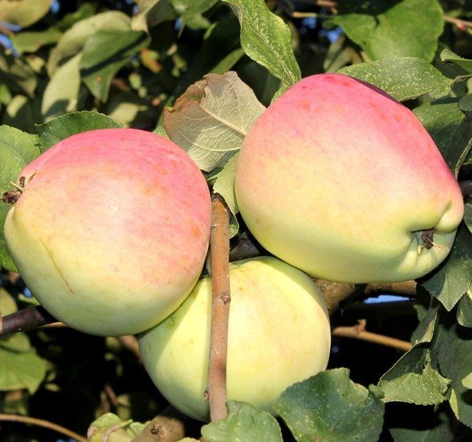 яблоки удлиненной формы сорт