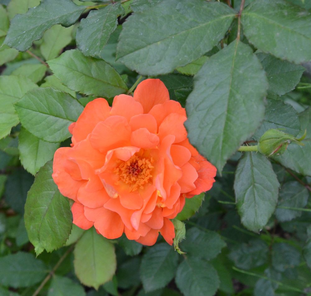 Роза кустовая (шраб) Вестерленд