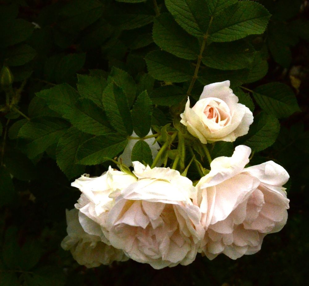 Роза парковая Ритаусма