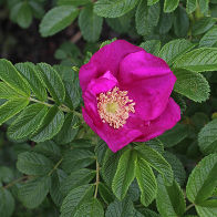 Роза ругоза (морщинистая) Рубра