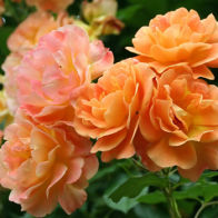 Роза кустовая (шраб) Вестерленд