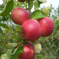 Яблоня домашняя Жигулевское (осенний сорт)