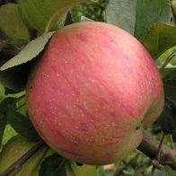 Яблоня домашняя Штрейфлинг (осенний сорт)