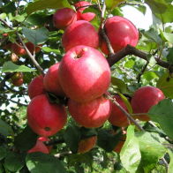 Яблоня домашняя Пепин Шафранный (зимняя)