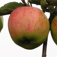 Яблоня домашняя Орловское Полосатое (осенняя)